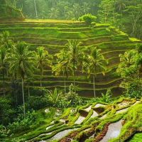 1166288b-2b65-4301-8915-9e2b1081e2a5_bali-rafting-and-tegalalang-race-terrace-tour